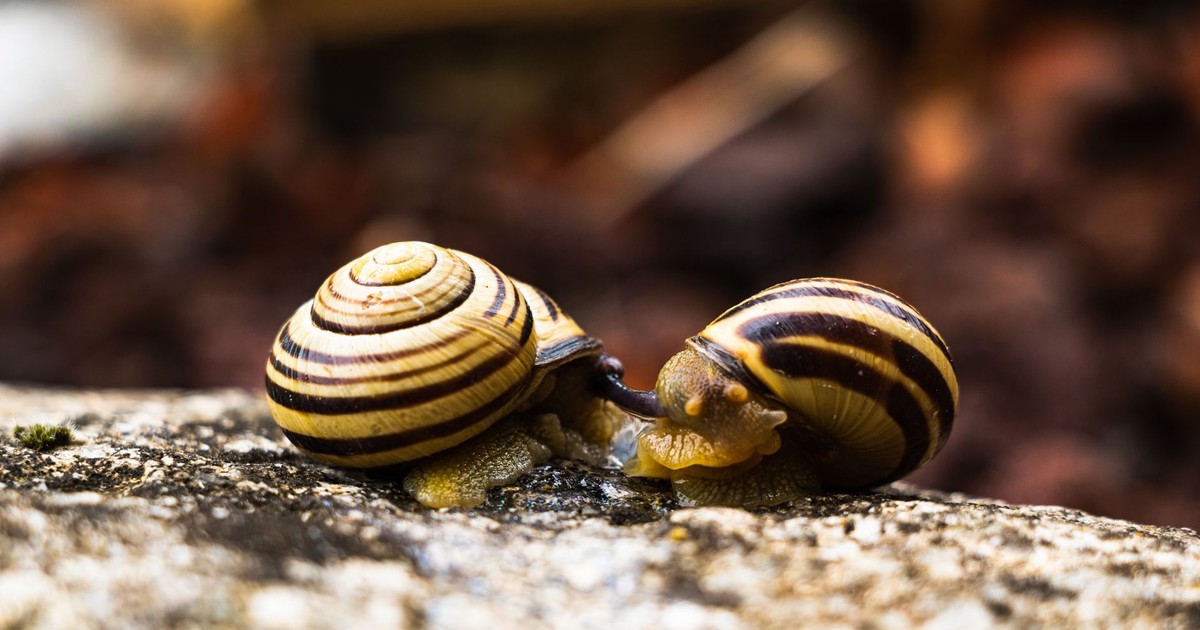 A detailed close-up of two snails with striped shells interacting on a rocky surface, showcasing natural patterns.