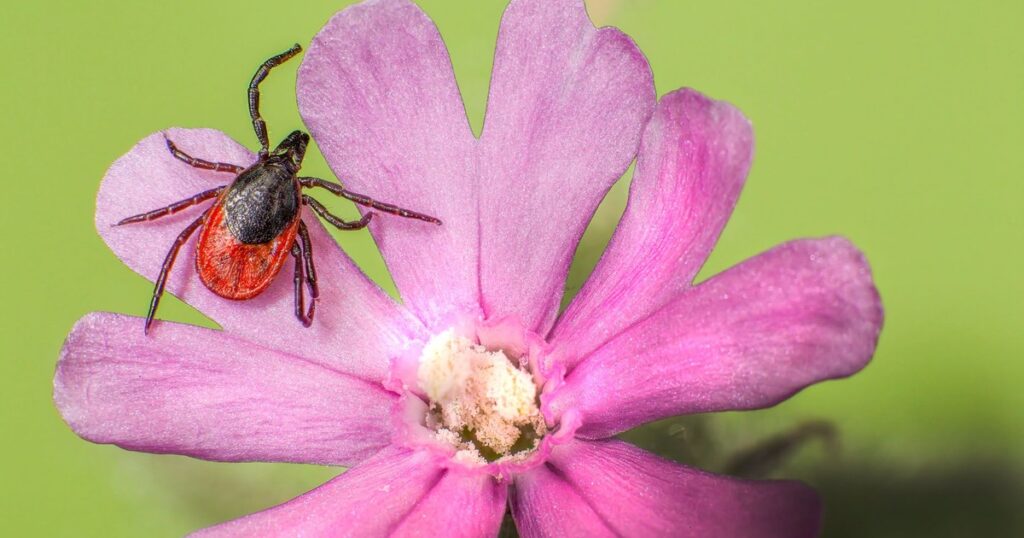 16 Plants Ticks Hate That May Help Keep Your Outdoor Space Pest-Free - Featured image