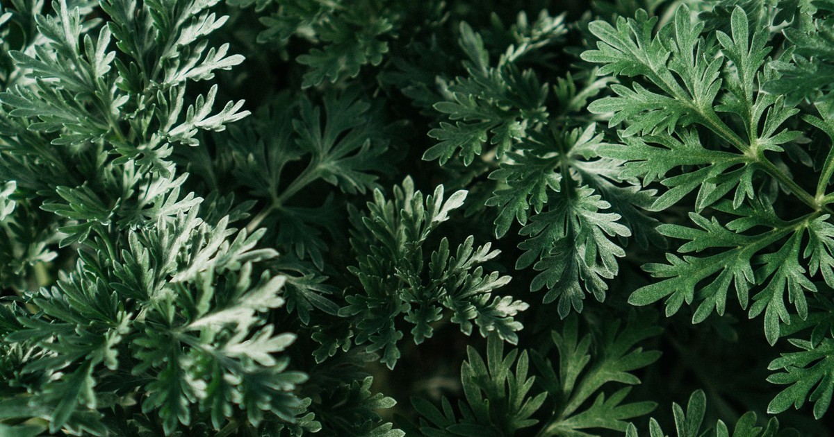 Detailed shot of green wormwood leaves, showcasing the intricate patterns and vibrant color of the plant.
