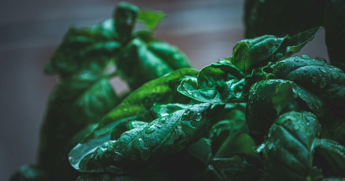 Detailed close-up of fresh basil leaves covered in water droplets, showcasing lush green foliage.