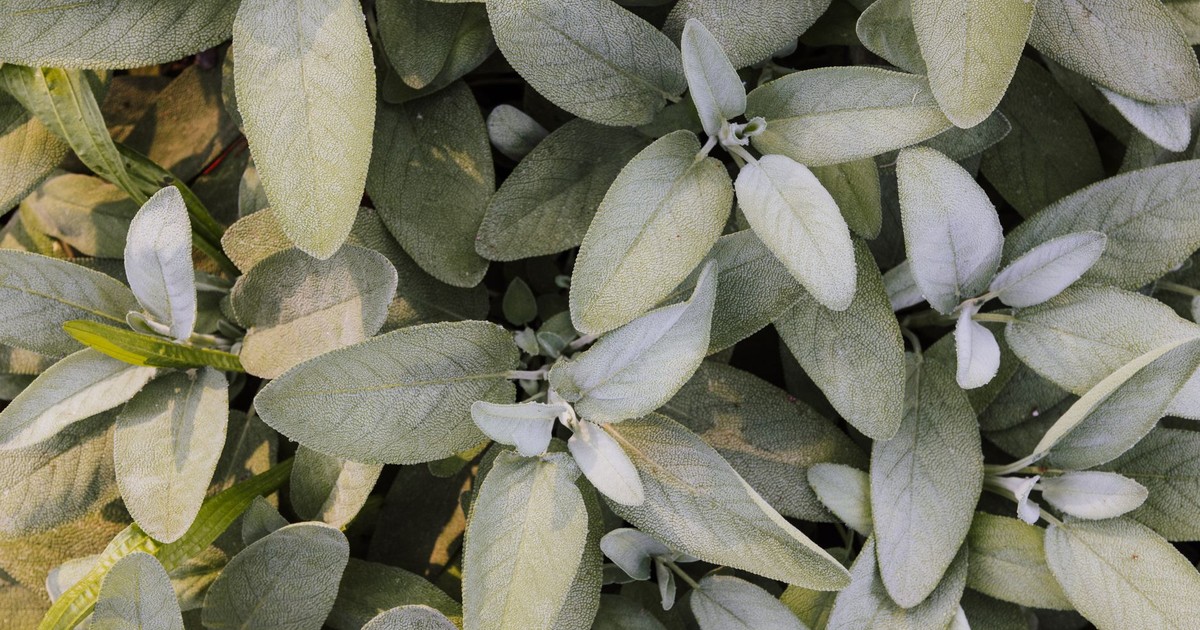 Detailed close-up of fresh sage leaves showcasing textures and colors in natural light.