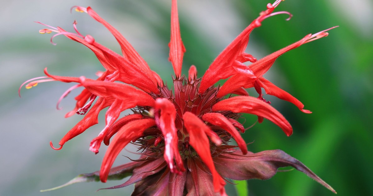 Detailed close-up of a vibrant crimson beebalm flower in full bloom, showcasing its exotic petals.