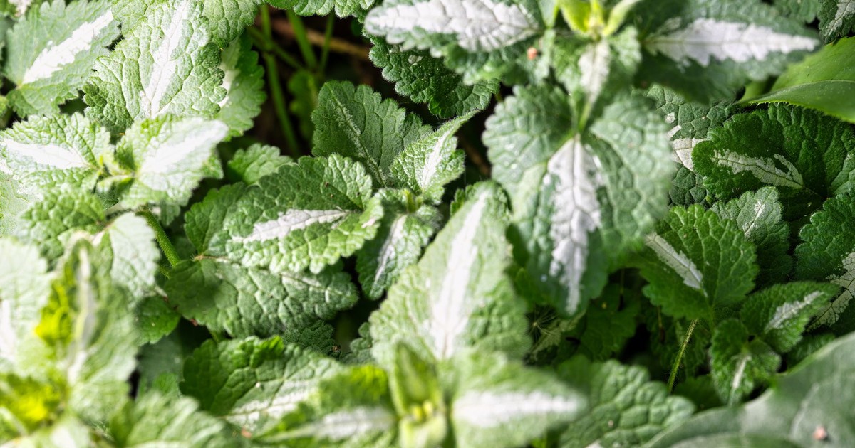 Vibrant green mint leaves with textural details in a sunny outdoor garden.