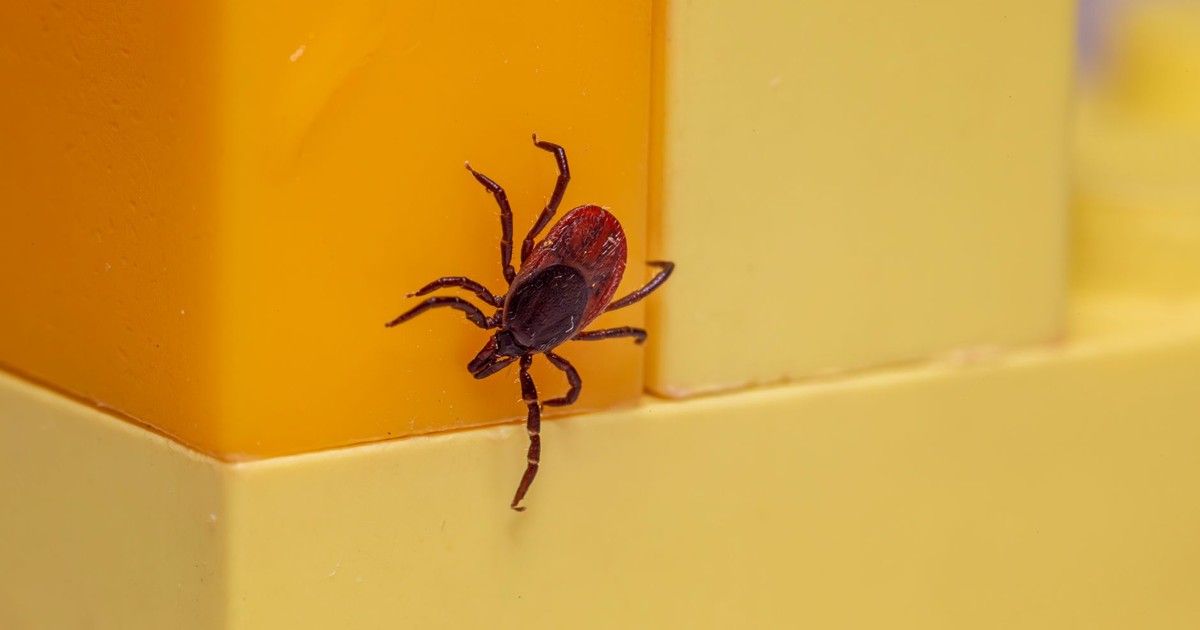 Close-up of a castor bean tick (Ixodes ricinus) on a bright yellow surface. Macro detail.