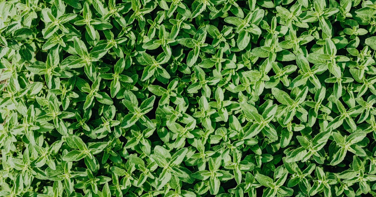 Dense carpet of fresh green thyme leaves creating a natural botanical pattern.