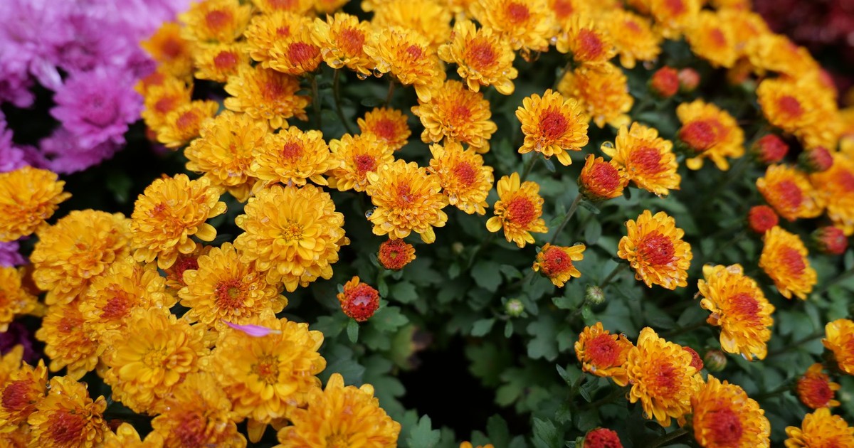 Bright orange and pink chrysanthemums in bloom, perfect for autumn decor.