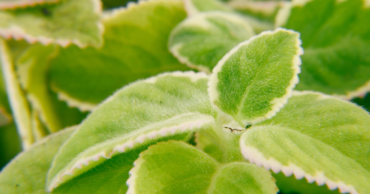 Detailed macro shot of fresh green variegated plant leaves showcasing texture and vibrant color.
