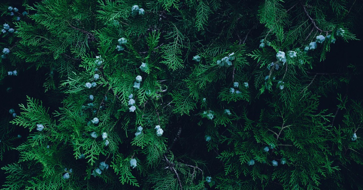 A detailed close-up of a vibrant green coniferous tree with pine cones, showcasing its natural texture.
