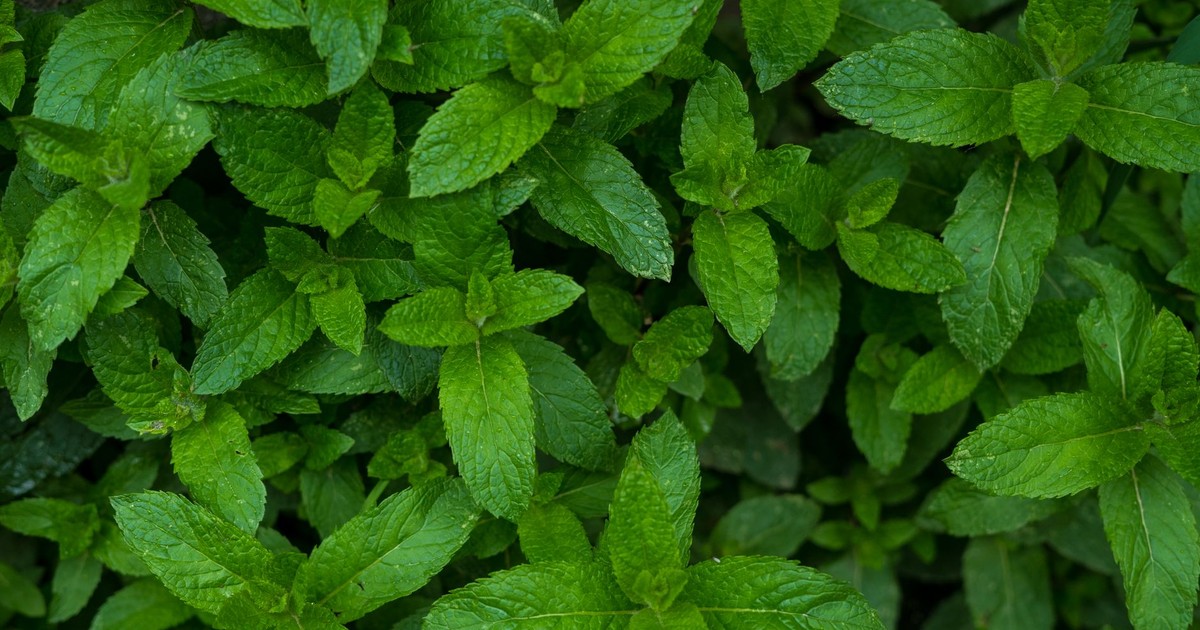 Top view of lush green mint leaves in a garden, perfect for nature and herb-themed projects.