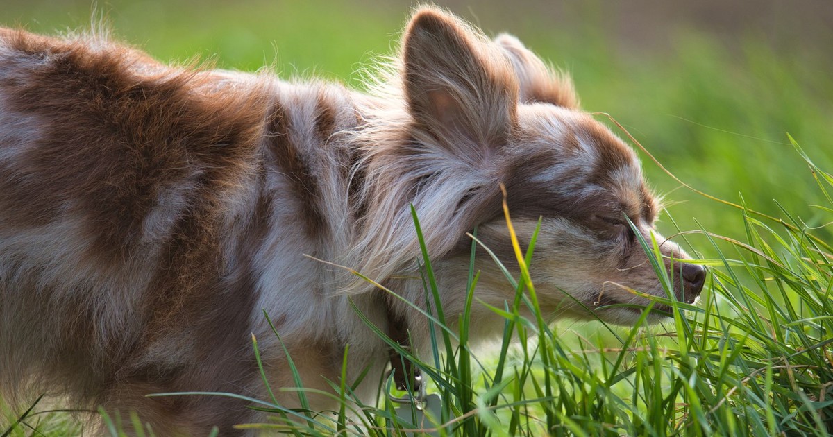 These 6 Animals Can Sniff Out Cancer and Other Diseases in Humans