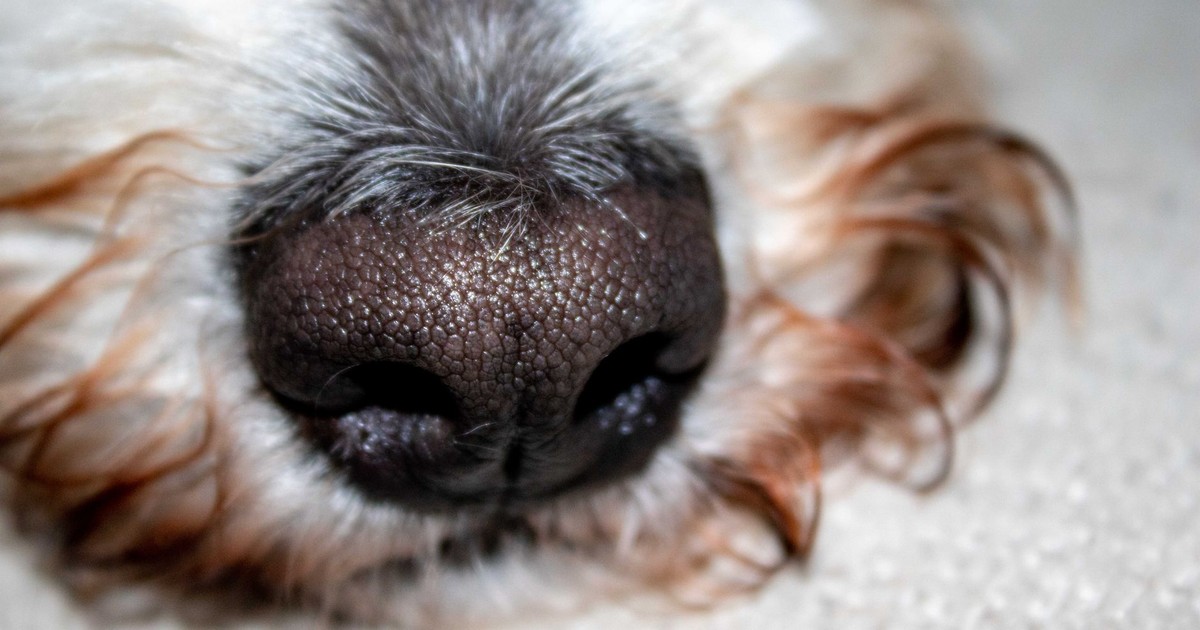 Detailed close-up of a dog's wet nose and fur, highlighting texture and details.