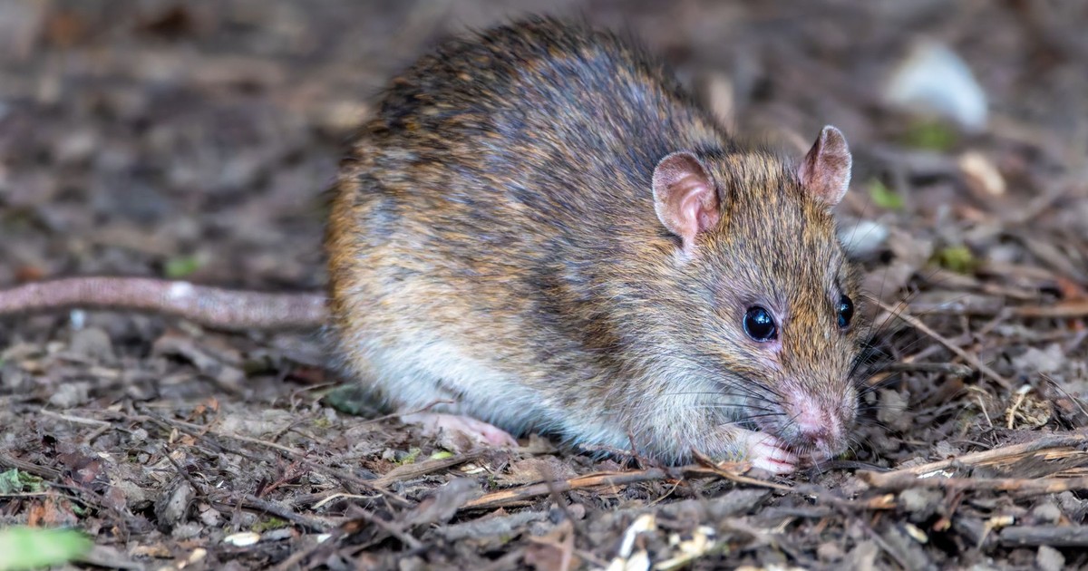 Detailed close-up view of a brown rat foraging in a forest setting, showcasing its natural habitat.