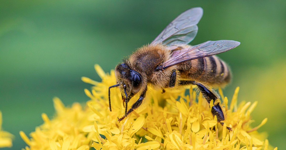 Detailed macro shot of a honeybee gathering nectar from vibrant yellow flowers.