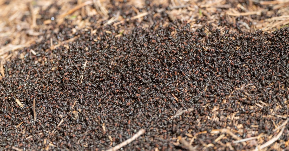 Close-up view of a bustling anthill with many ants moving actively across the surface.