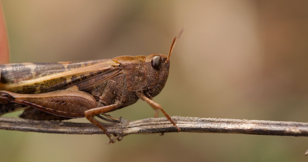 A high-quality macro photograph showcasing a grasshopper resting on a twig in Istanbul, Turkey.
