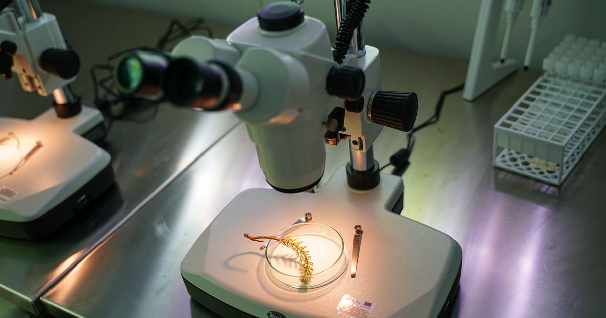 Microscopes with biological samples in a laboratory setting, showcasing science in action.