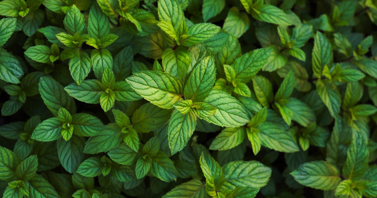 Close-up of fresh mint leaves showcasing their vibrant green hues and natural texture.
