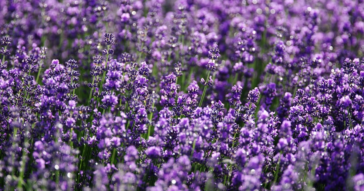 Closeup of bright purple field of delicate aromatic lavender flowering plant growing on sunny day