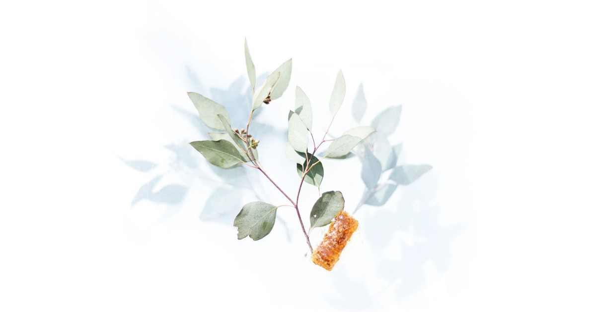 Flat lay of eucalyptus branch and honeycomb on white surface, creating a minimalist and natural aesthetic.