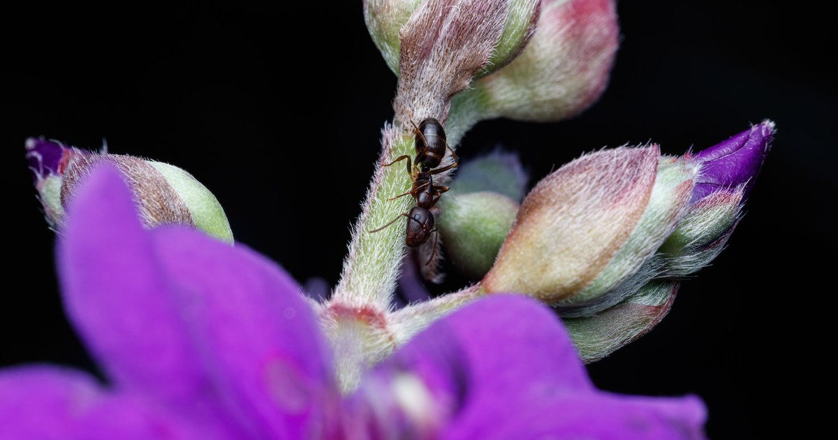 7 Scents That Ants Absolutely Hate (And Actually Work)