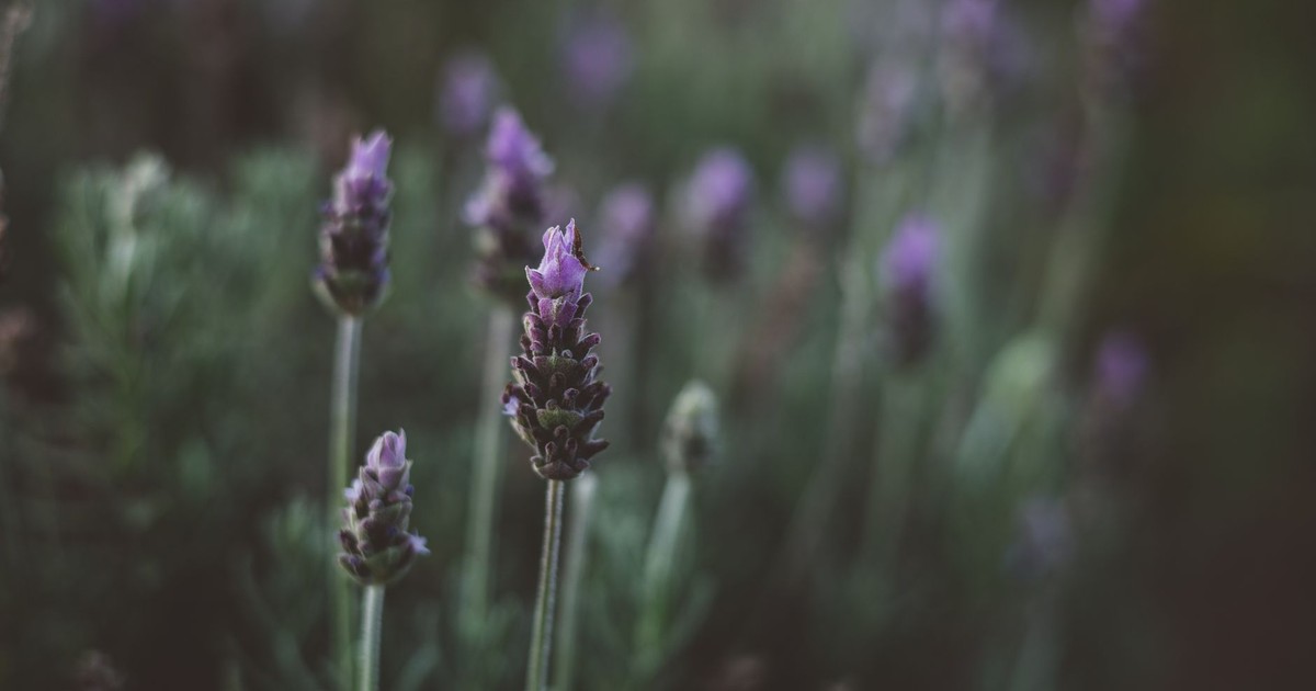 Soft focus image of lavender blooms in a garden setting, capturing a serene natural atmosphere.