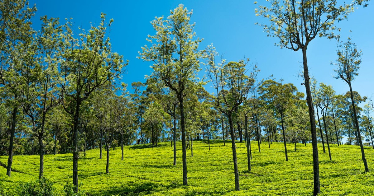 Vibrant tea plantation landscape in Sri Lanka under a clear blue sky, showcasing natural beauty.