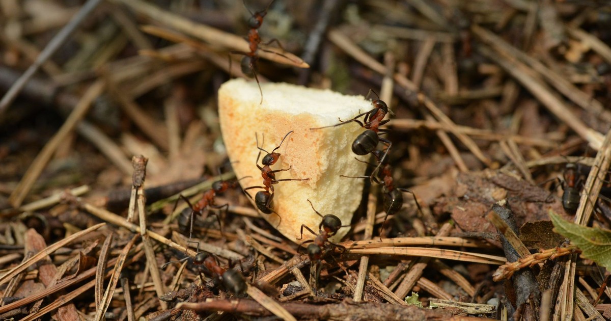Group of brown ants eating piece of bread in forest among dry foliage and needles of fir trees