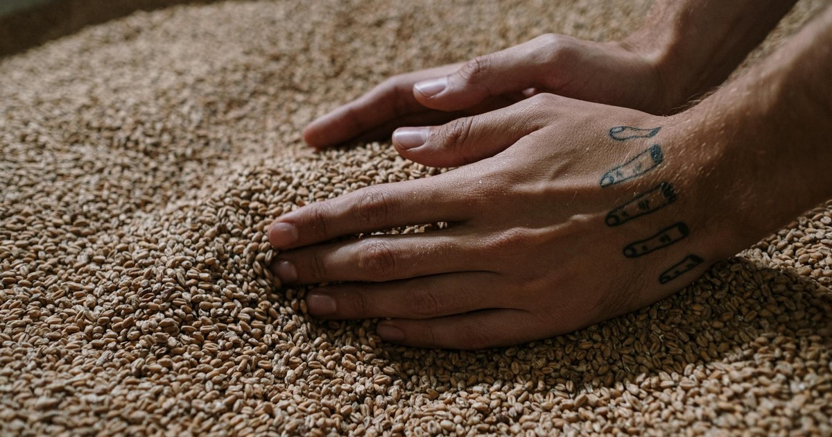 Close-up view of tattooed hands handling barley grains, highlighting craft brewing process.