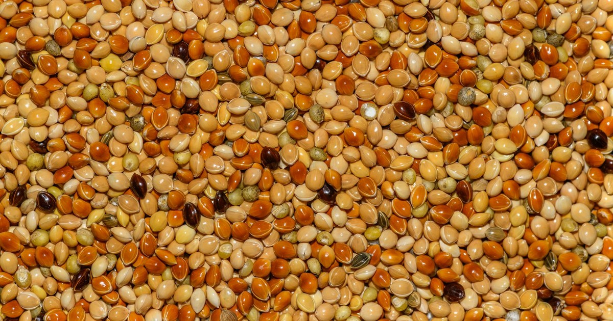 Detailed close-up of mixed millet seeds displaying a variety of golden hues, perfect for backgrounds.