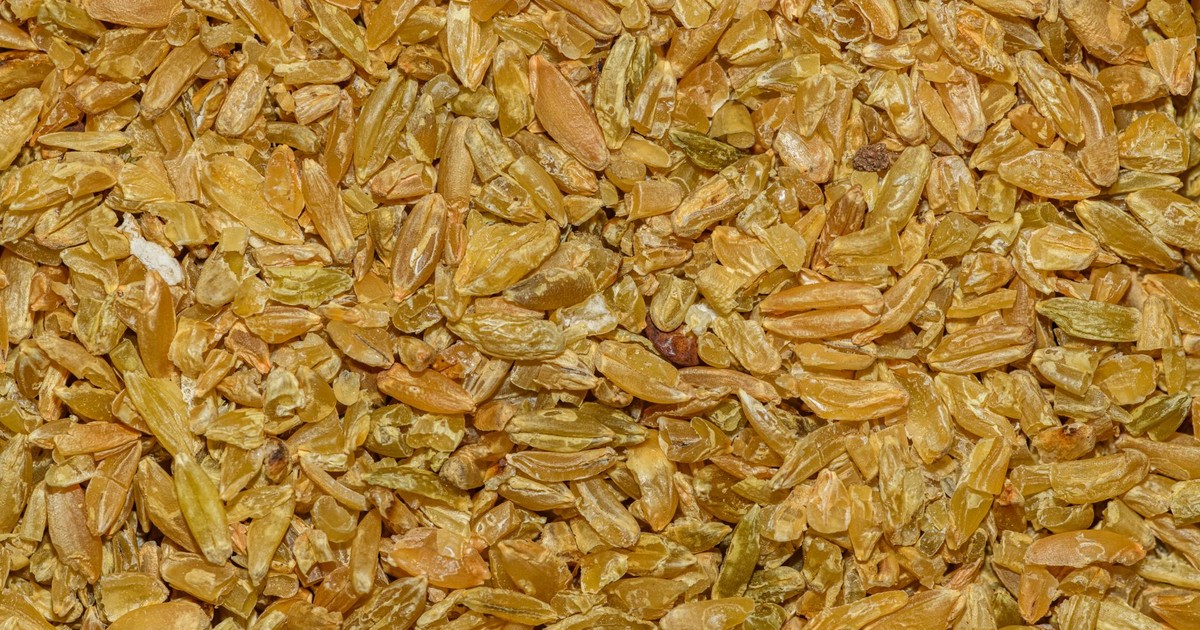 High-resolution close-up of dried wheat grains with a textured golden hue.