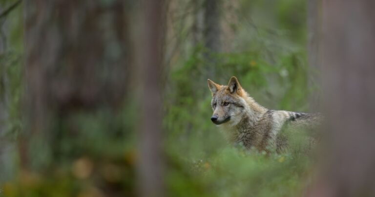A Wolf Just Walked Into Sequoia for the First Time in 100 Years. Here’s Her Story - Featured image