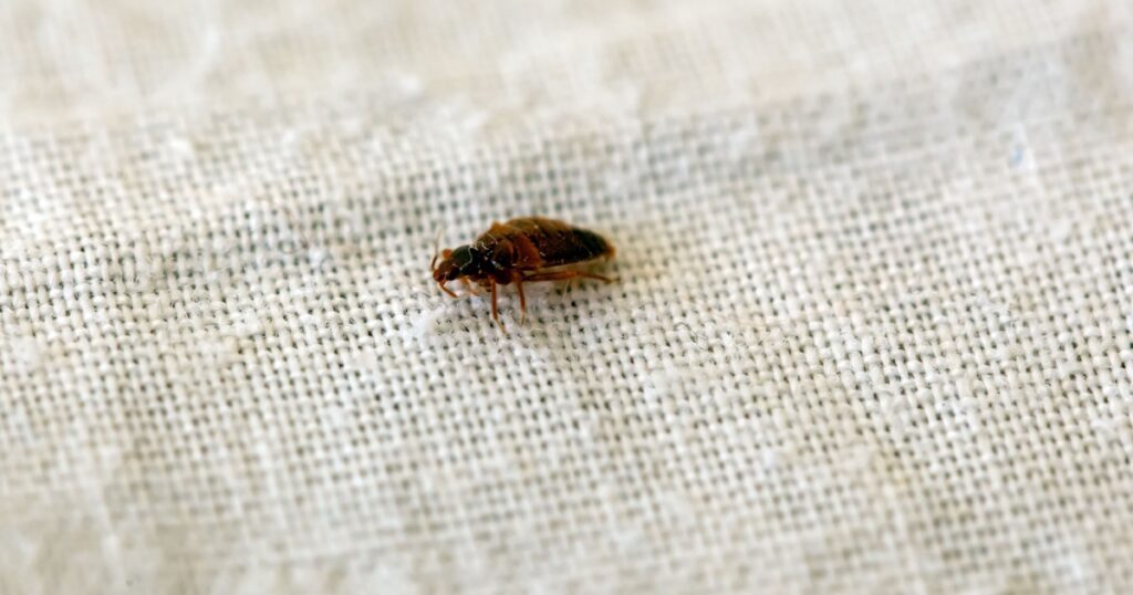 10 Natural Scents That Actually Help To Repel Bed Bugs - Featured image