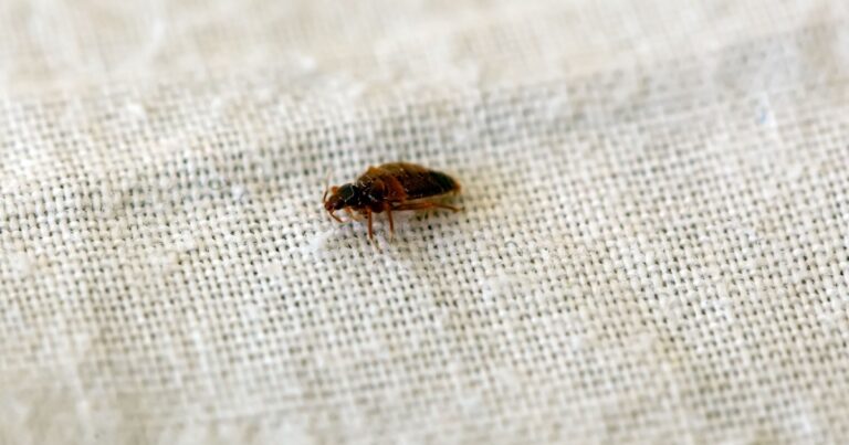 10 Natural Scents That Actually Help To Repel Bed Bugs - Featured image