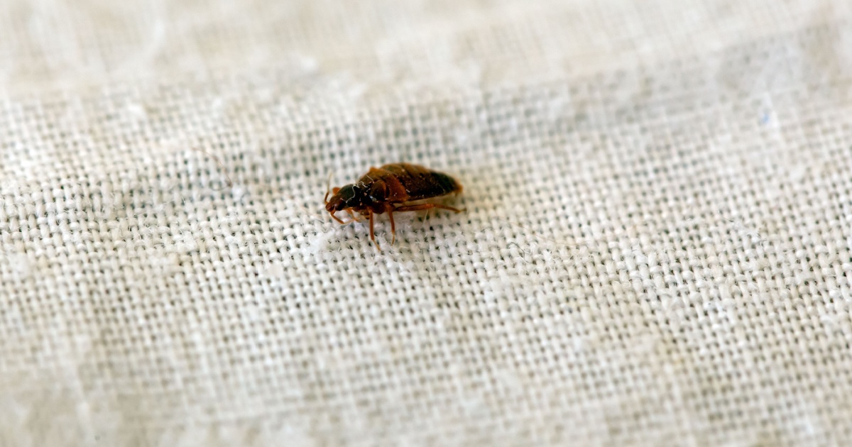 10 Natural Scents That Actually Help To Repel Bed Bugs