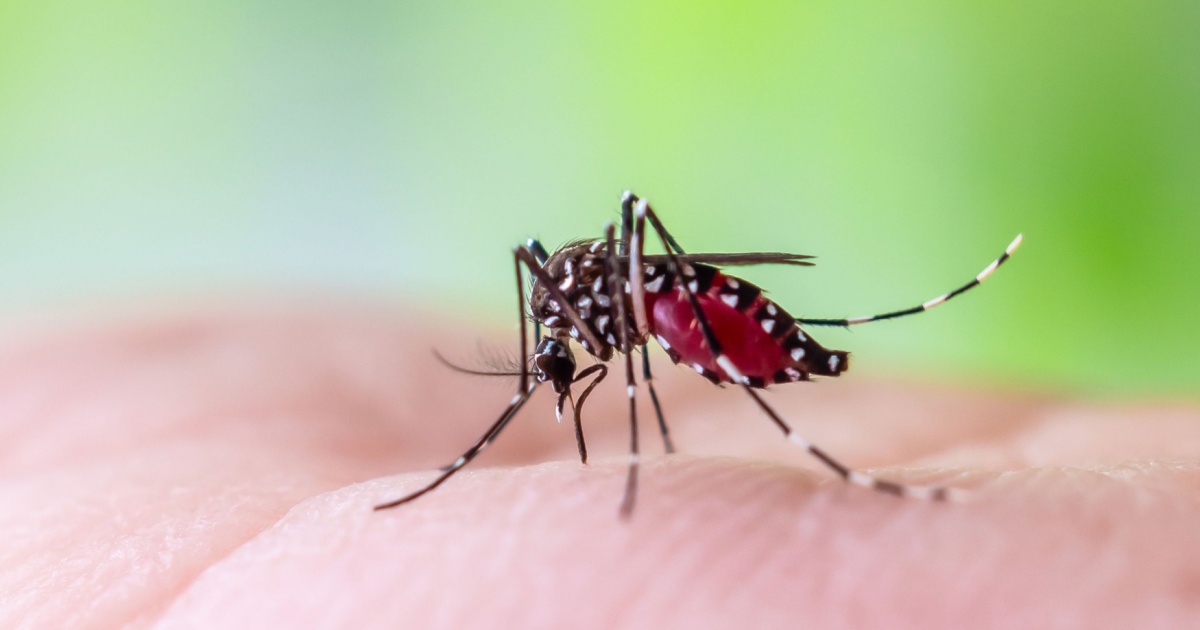 Why Millions of Engineered Mosquitoes Backed by Google Are Being Released in California and Florida