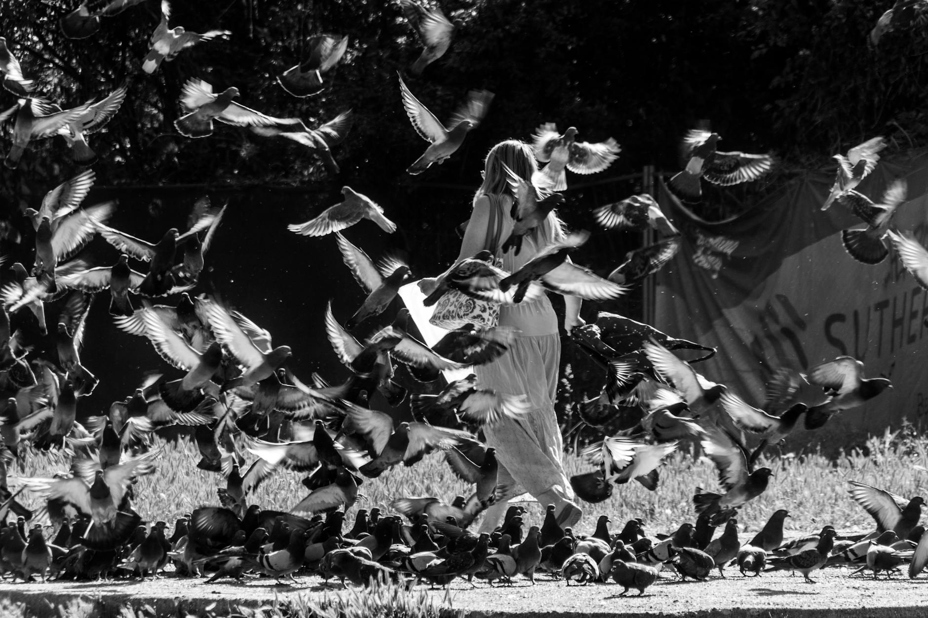 Urban Birds Fear Women More Than Men — And No One Can Explain It