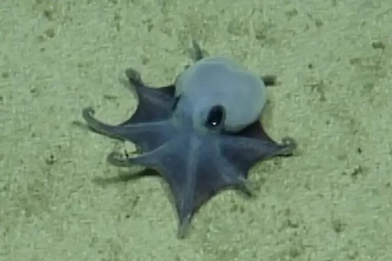 This Tiny Blue Octopus Was Found 5,800 Feet Deep — And It Rewrote the Rulebook - Featured image