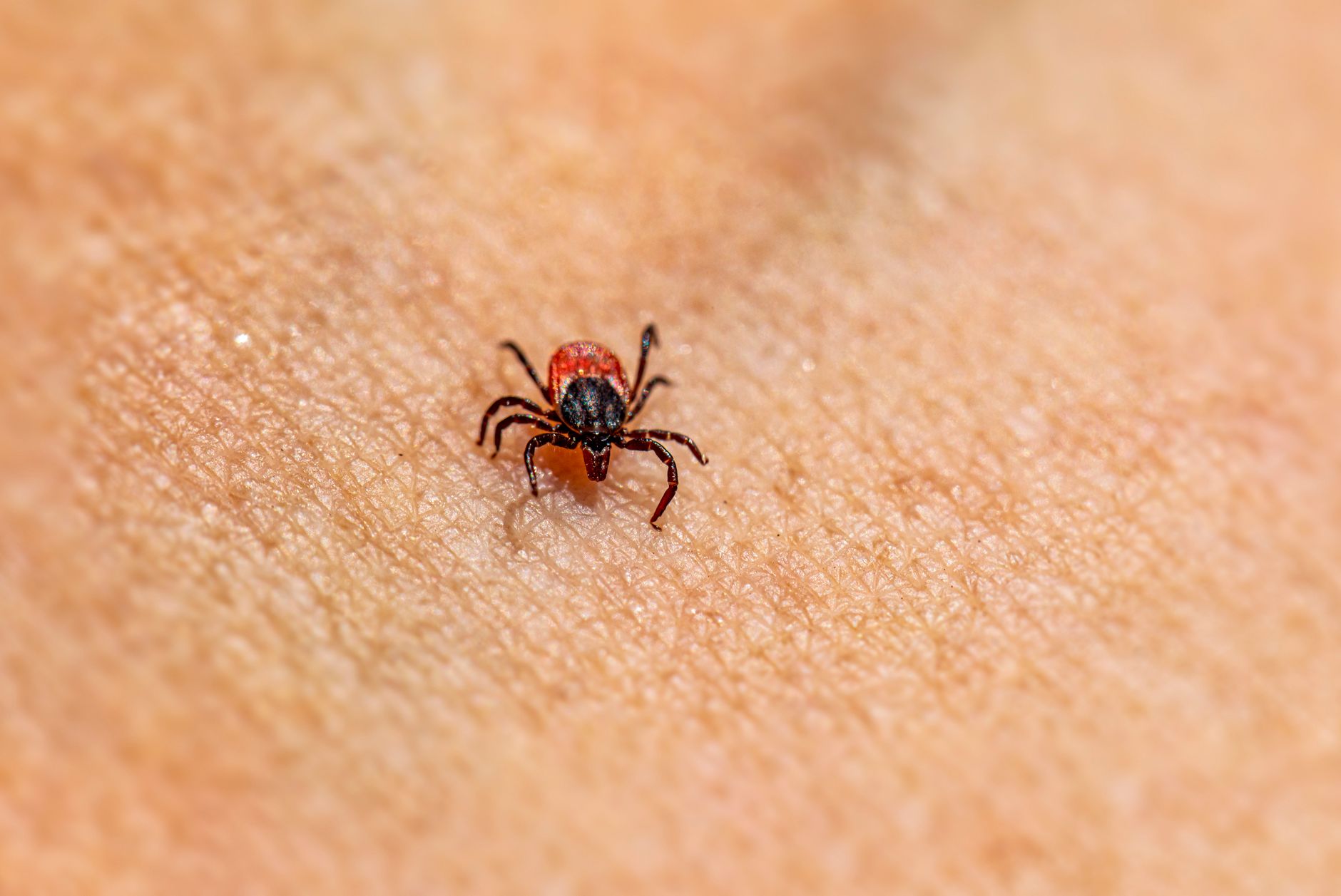 Tick Bite ER Visits Are at a 9-Year High. Here’s How to Stay Safe