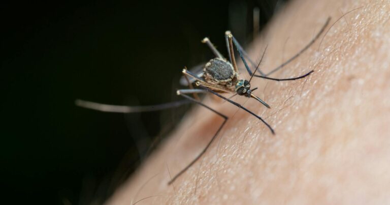 Scientists Finally Know Why Mosquitoes Always Bite Certain People - Featured image