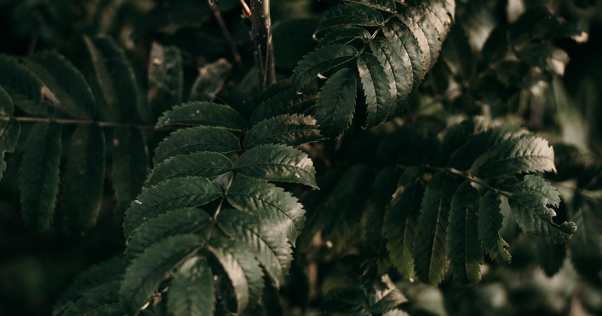 A close-up shot of dark green fern leaves providing an earthy and natural feeling.