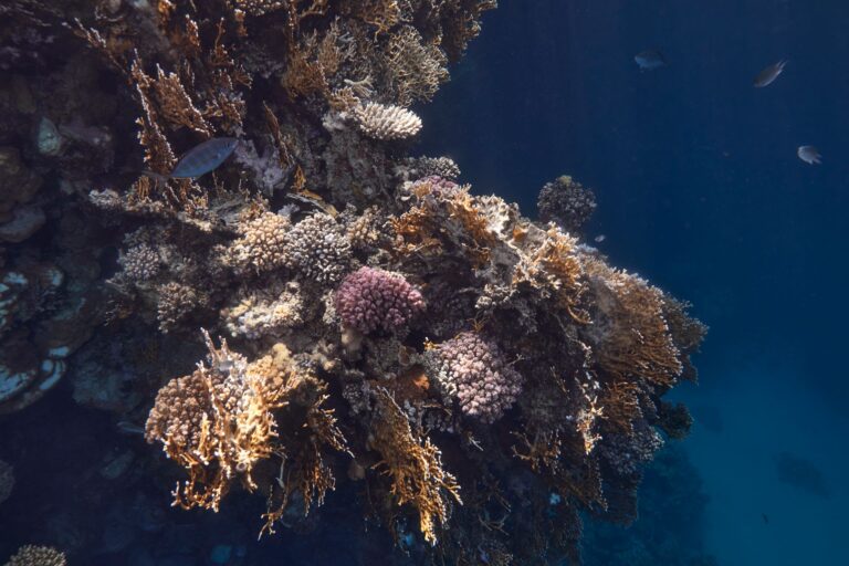 Scientists Discover a Hidden Coral World Beneath the Ocean — Nearly the Size of Vatican City - Featured image