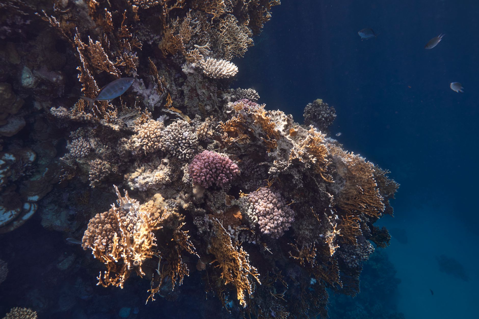 Scientists Discover a Hidden Coral World Beneath the Ocean — Nearly the Size of Vatican City