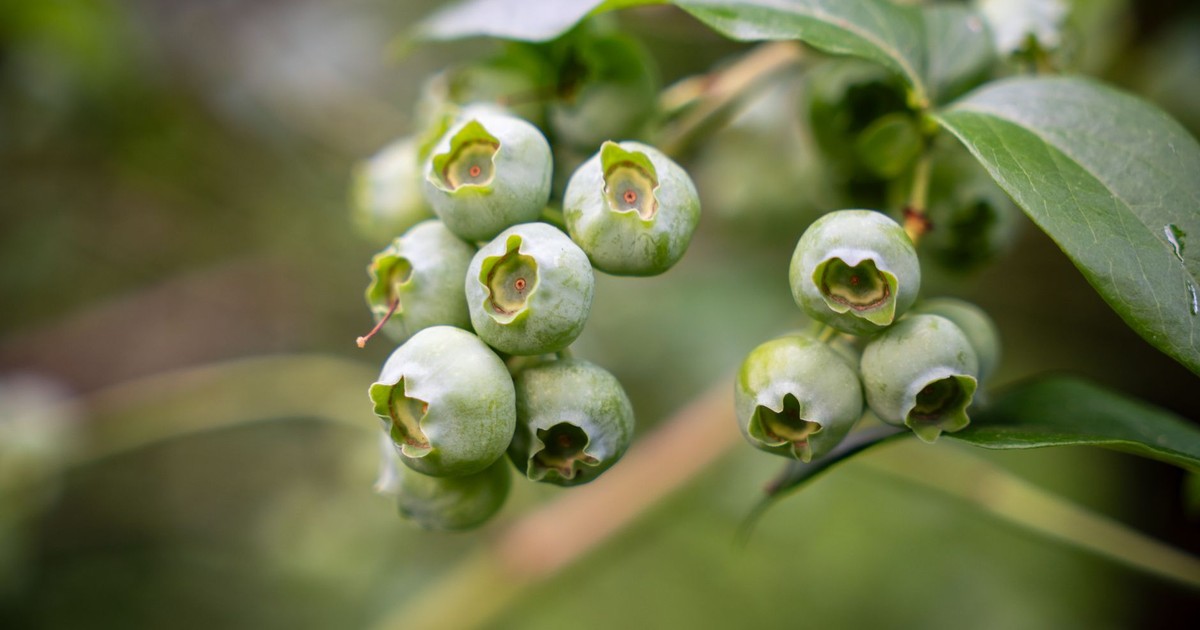 Detailed shot of unripe blueberries on a bush with lush green leaves in focus.
