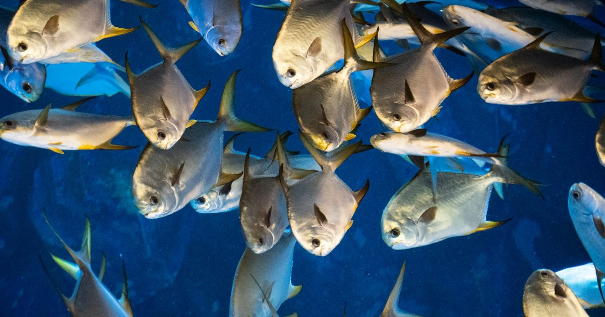 Dynamic image of a school of silver fish swimming against a deep blue aquatic backdrop.