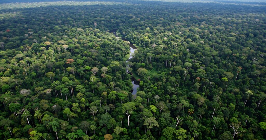 Scientists Discover Brazilian Tree With Surprising COVID-Fighting Potential - Featured image