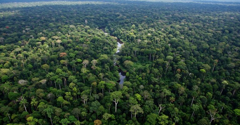 Scientists Discover Brazilian Tree With Surprising COVID-Fighting Potential - Featured image