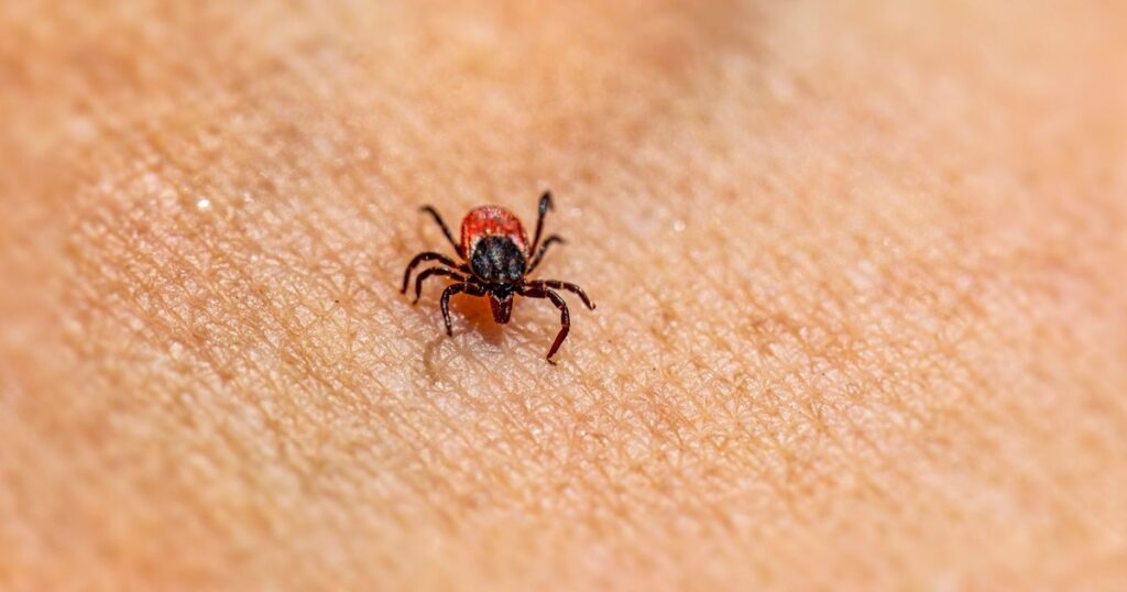 The 10 US States With the Worst Tick Infections Right Now - Featured image