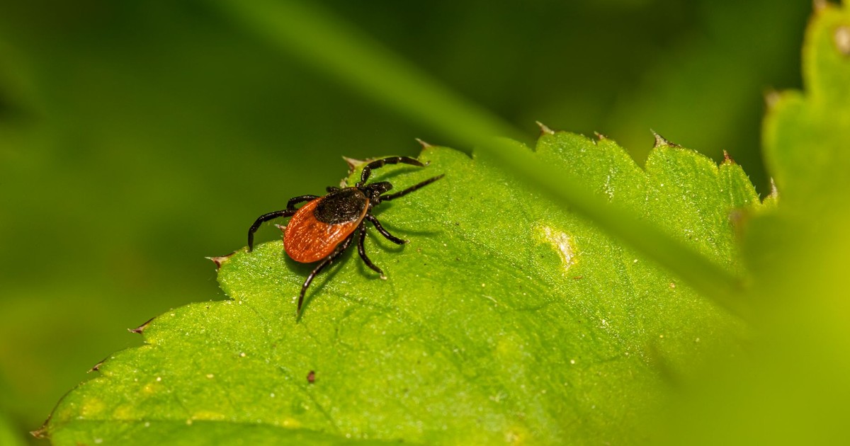 A detailed close-up shot of a tick crawling on a green leaf.