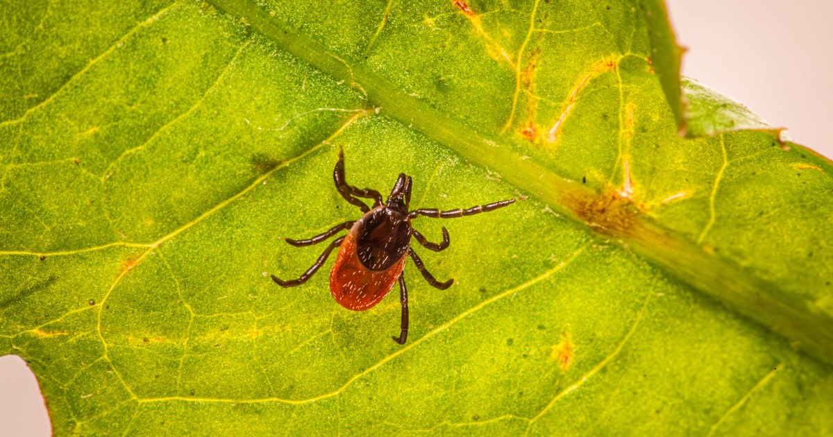 Macro shot of a castor bean tick (Ixodes ricinus) on a green leaf.