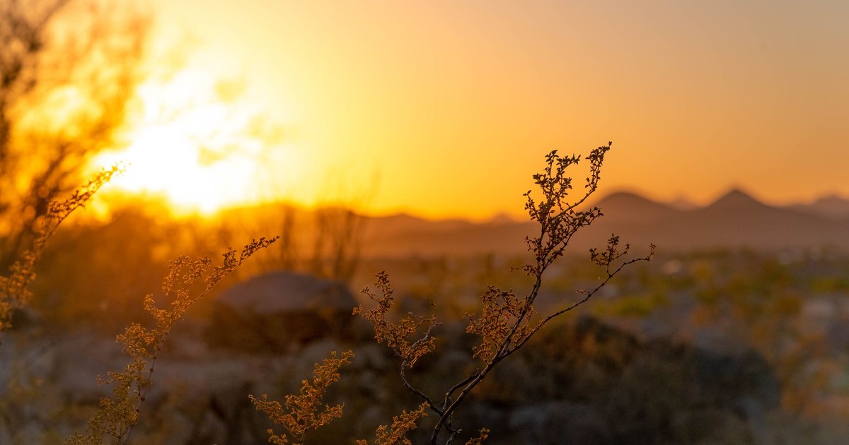 Serene sunset over the Arizona desert, capturing delicate plants and distant mountains.